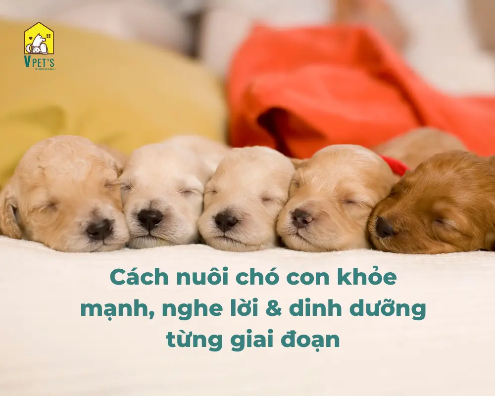 cách nuôi chó con