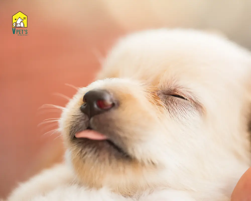 chó con 2 tháng tuổi