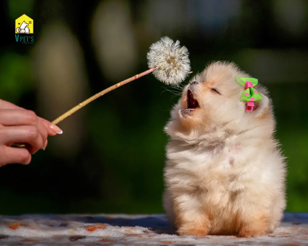 chó con dễ thương 2 tháng tuổi