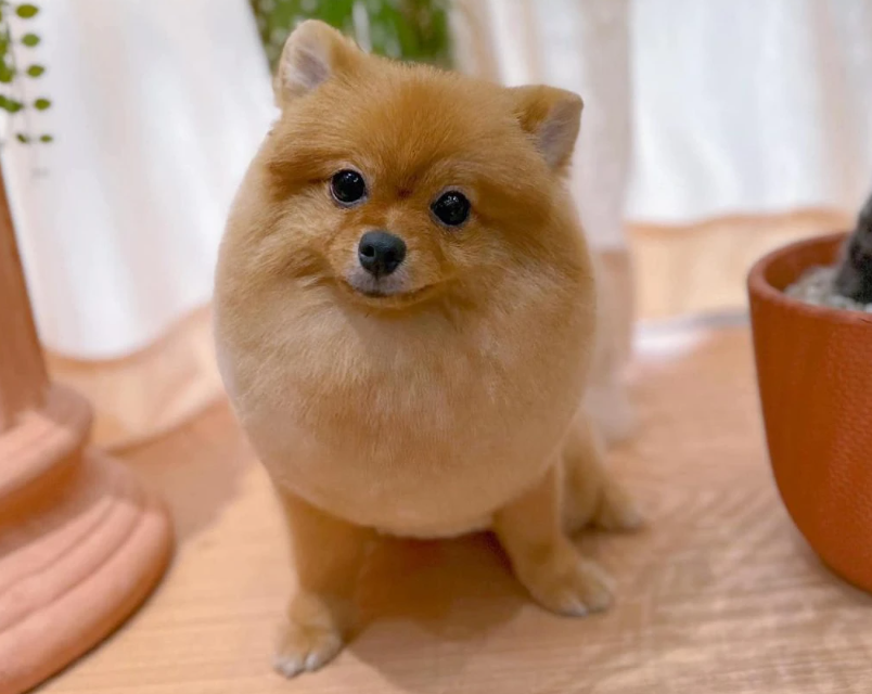 Biến Hình Cho Boss Với Dịch Vụ Spa & Grooming Tại VPet’s!