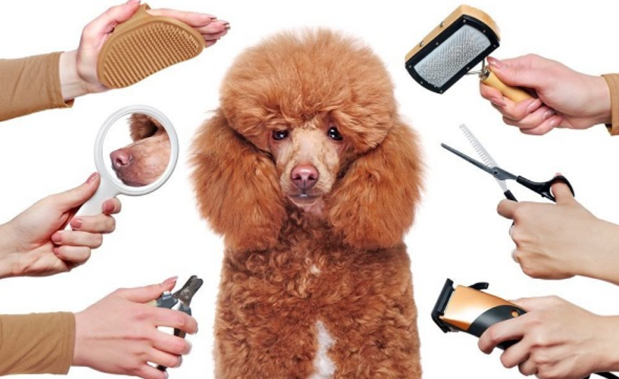 Biến Hình Cho Boss Với Dịch Vụ Spa & Grooming Tại VPet’s!