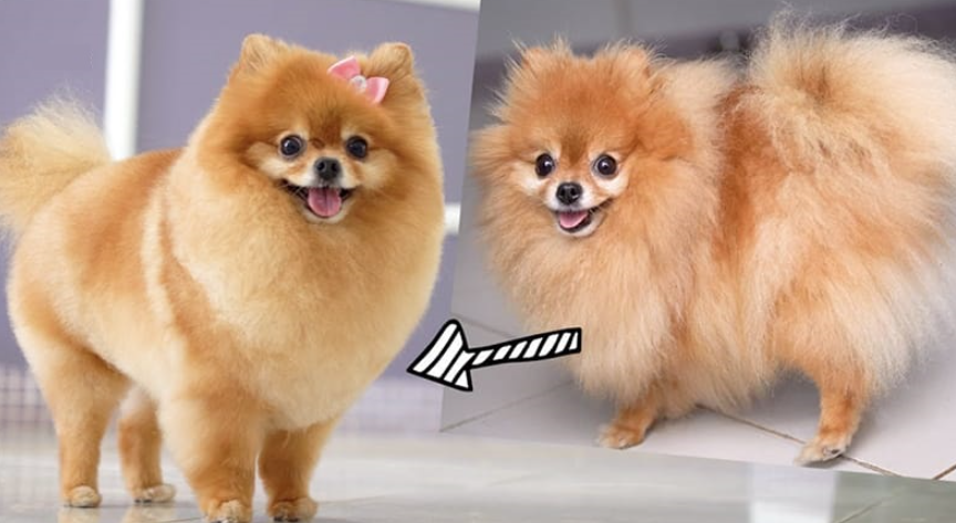 Biến Hình Cho Boss Với Dịch Vụ Spa & Grooming Tại VPet’s!