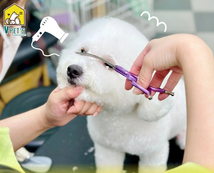 Biến Hình Cho Boss Với Dịch Vụ Spa & Grooming Tại VPet’s!