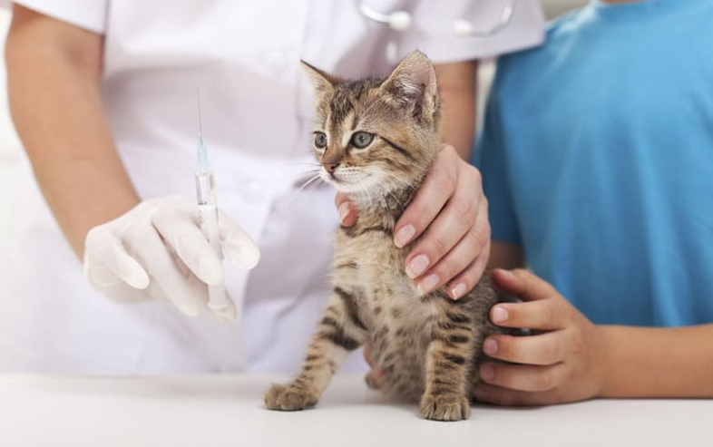 Mèo Khỏe Mạnh – Sen Yên Tâm: Combo Vacxin FIP + Rabisin + Xét Nghiệm Chỉ 899K